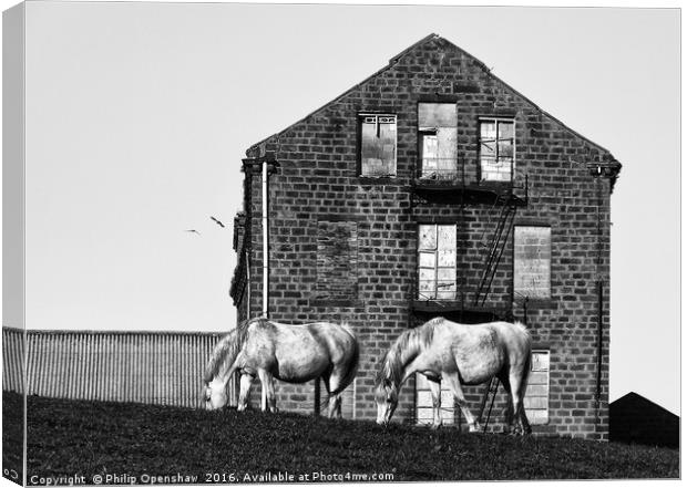 Milltown Horses Canvas Print by Philip Openshaw