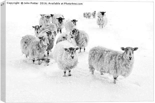 Blizzard in Wharfedale Canvas Print by John Potter