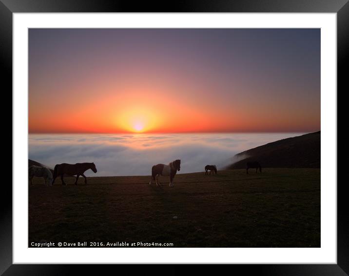 Horses in the Mist Framed Mounted Print by Dave Bell