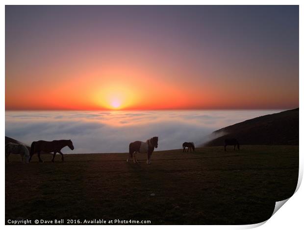 Horses in the Mist Print by Dave Bell