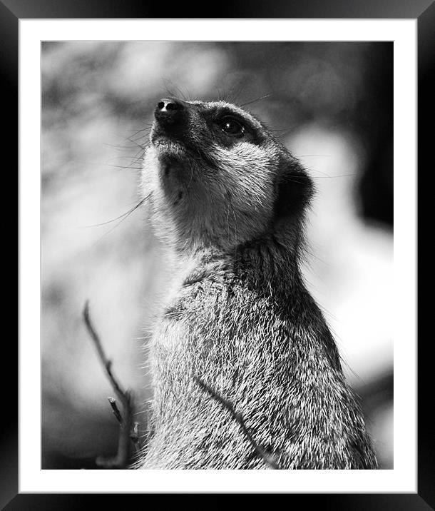 Meerkat Framed Mounted Print by Elaine Young