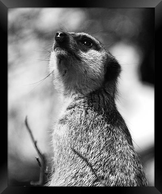 Meerkat Framed Print by Elaine Young