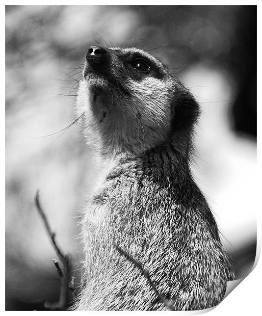 Meerkat Print by Elaine Young