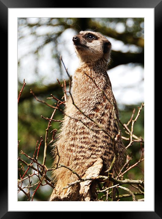 Meerkat on the look out Framed Mounted Print by Elaine Young