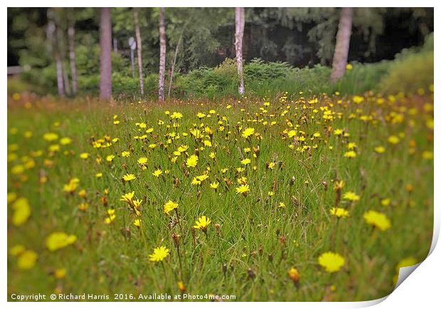 Meadow of dandelions Print by Richard Harris