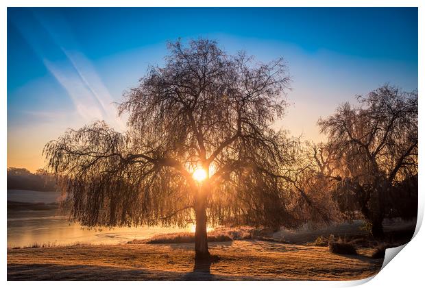 Sunrise At The Willow Tree Print by Wight Landscapes
