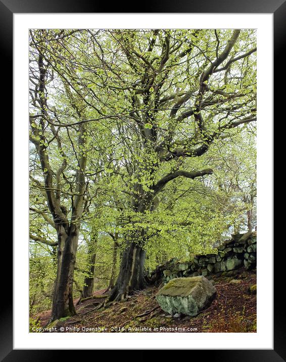 trees against the wall - Spring Framed Mounted Print by Philip Openshaw
