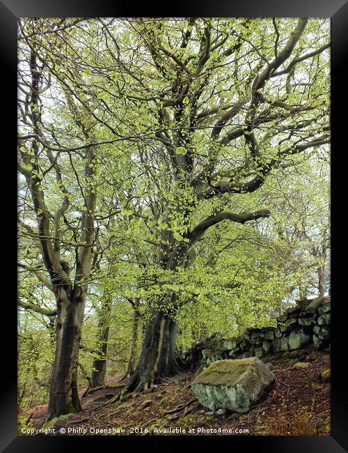 trees against the wall - Spring Framed Print by Philip Openshaw