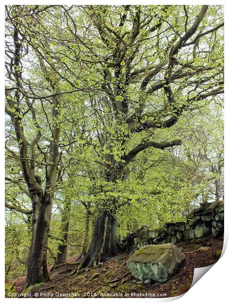 trees against the wall - Spring Print by Philip Openshaw