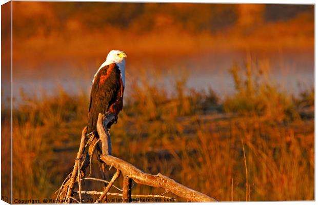 African Fish Eagle Canvas Print by Richard West