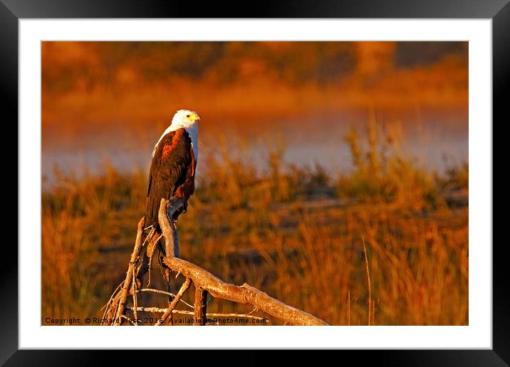 African Fish Eagle Framed Mounted Print by Richard West