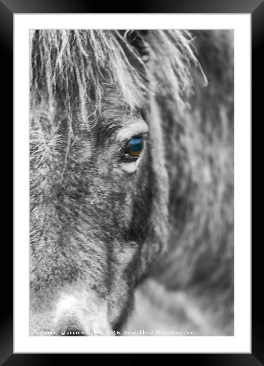 Exmoor Pony Framed Mounted Print by andrew blakey