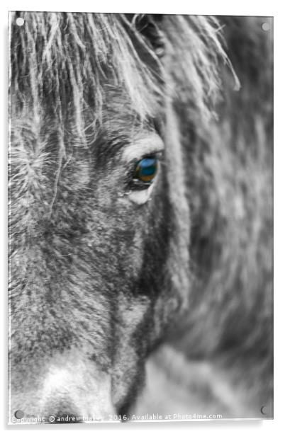 Exmoor Pony Acrylic by andrew blakey