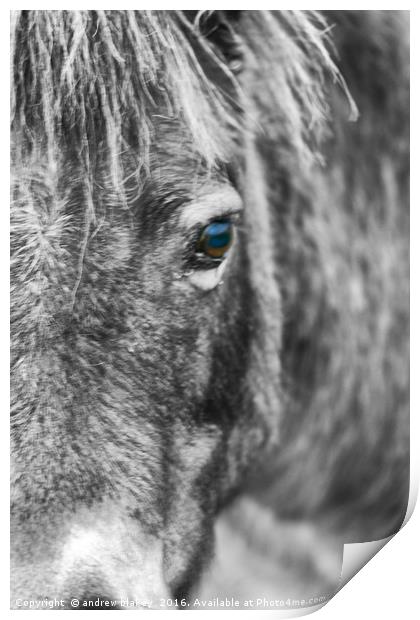 Exmoor Pony Print by andrew blakey
