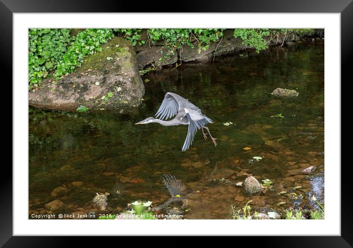 Grey Heron over Clapham Beck Clapham Yorkshire  Framed Mounted Print by Nick Jenkins