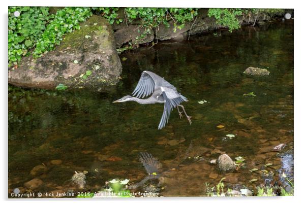 Grey Heron over Clapham Beck Clapham Yorkshire  Acrylic by Nick Jenkins