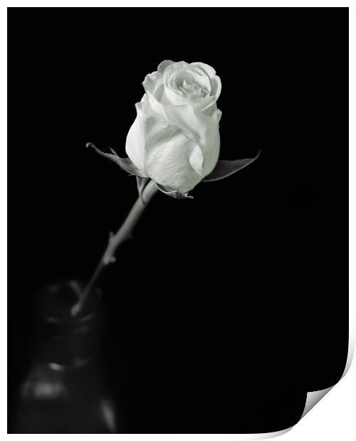 Single Rose In Glass Vase Print by Ian Barber
