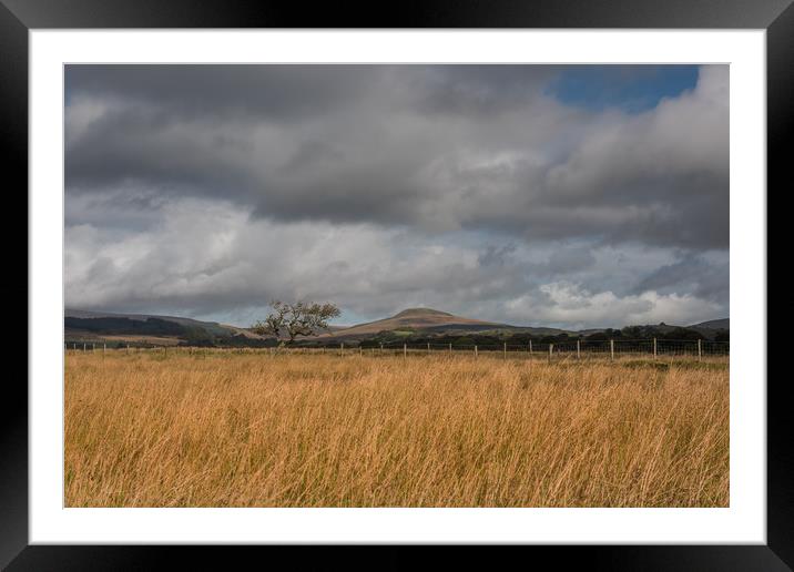 Lone tree on the Brecon beacons. Framed Mounted Print by Bryn Morgan