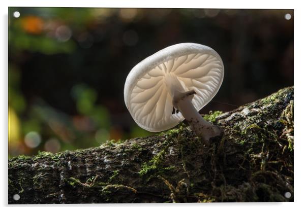Porcelain fungus. Acrylic by Bryn Morgan