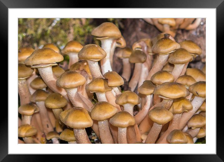 Mushrooms, Honey fungus. Framed Mounted Print by Bryn Morgan