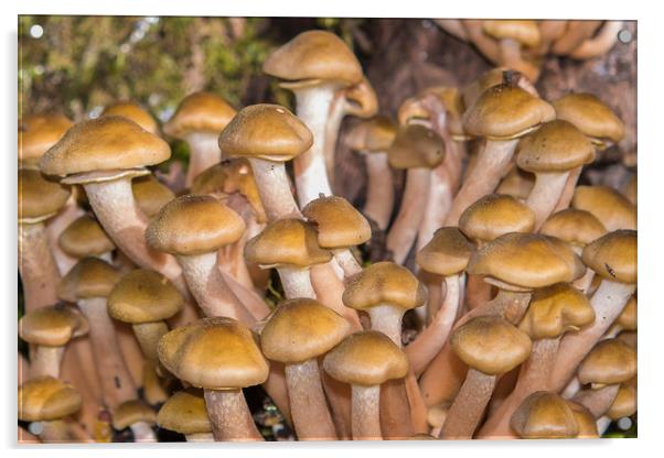 Mushrooms, Honey fungus. Acrylic by Bryn Morgan