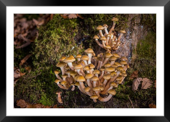 Honey fungus. Framed Mounted Print by Bryn Morgan