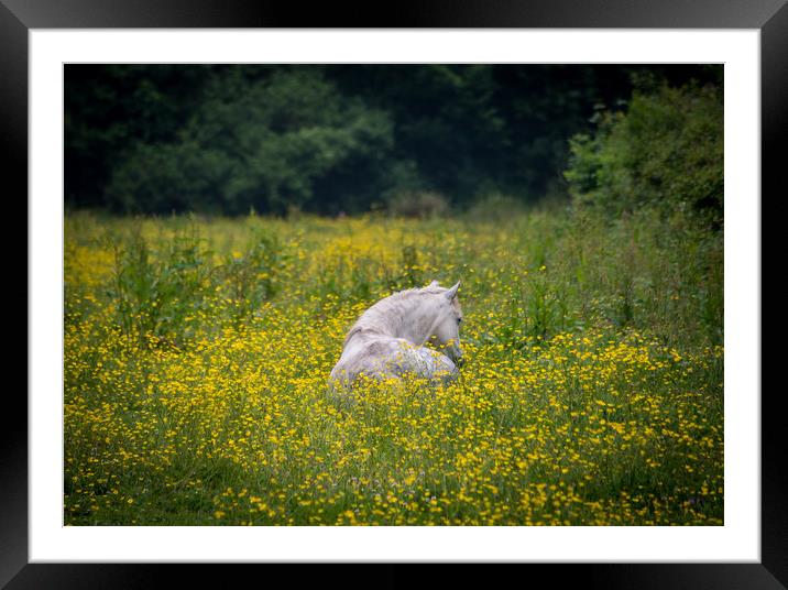 White horse amongst the buttercups. Framed Mounted Print by Bryn Morgan