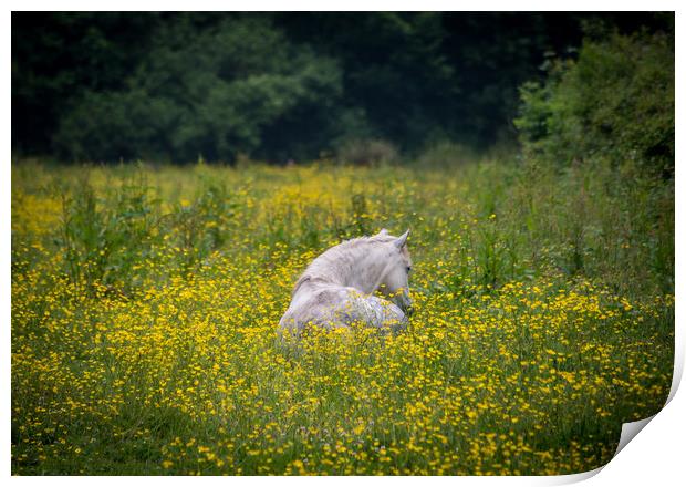 White horse amongst the buttercups. Print by Bryn Morgan