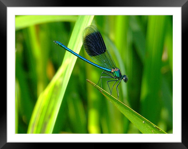 Blue Dragonfly Framed Mounted Print by Mark Hobson