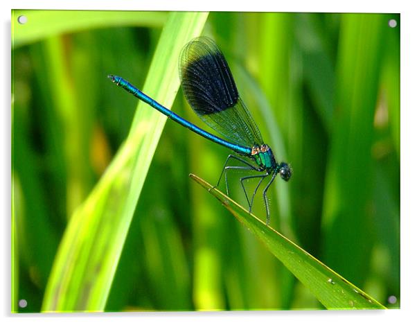 Blue Dragonfly Acrylic by Mark Hobson