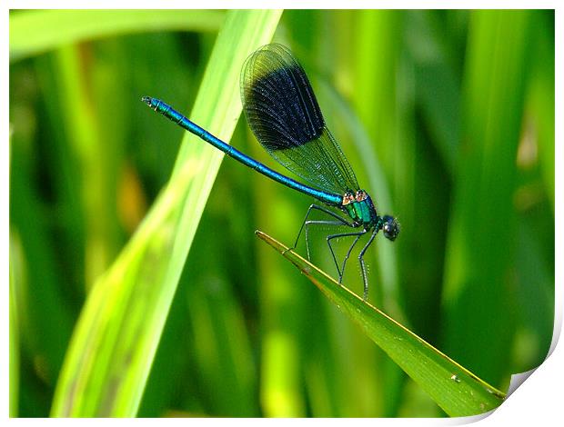 Blue Dragonfly Print by Mark Hobson