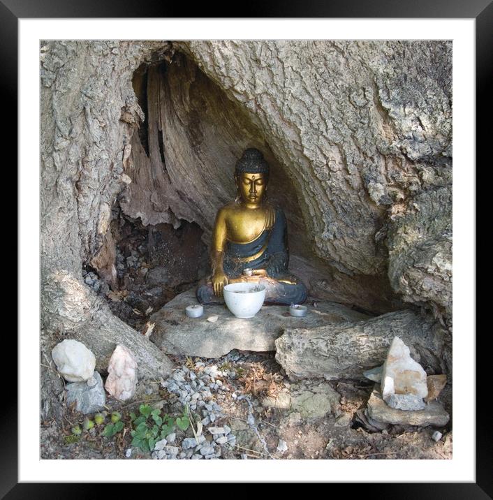 Tree Buddha Framed Mounted Print by Colin Tracy
