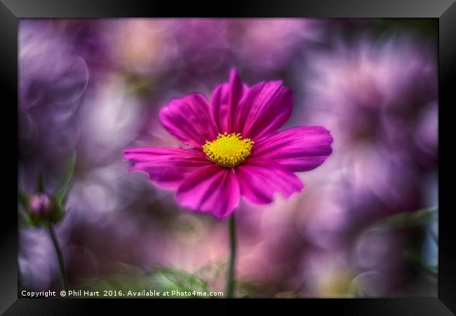 Images from a cosmic garden no.2 Framed Print by Phil Hart