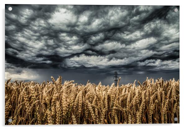 Wheat Field Thunder Storm Acrylic by Steve Lansdell