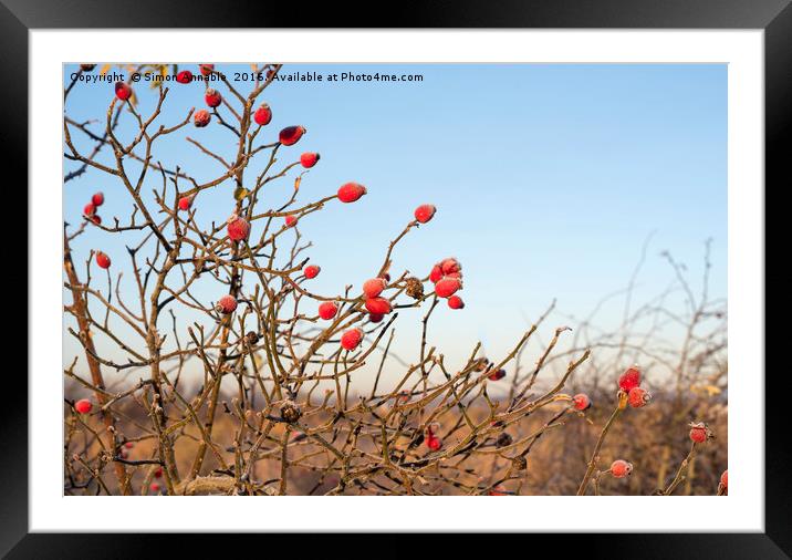 Winter Berries Framed Mounted Print by Simon Annable