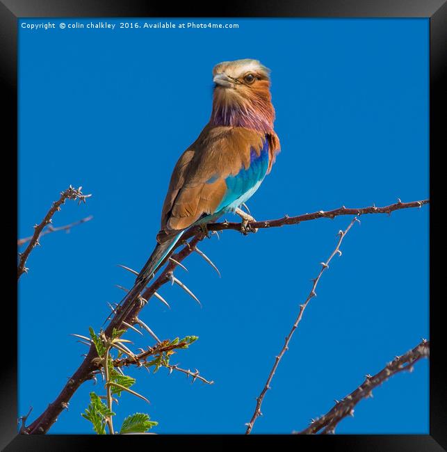 The Majestic Beauty of the Lilac Breasted Roller Framed Print by colin chalkley