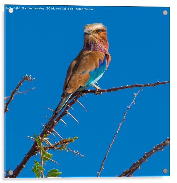The Majestic Beauty of the Lilac Breasted Roller Acrylic by colin chalkley