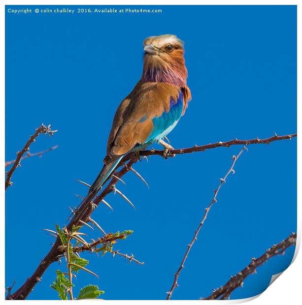 The Majestic Beauty of the Lilac Breasted Roller Print by colin chalkley