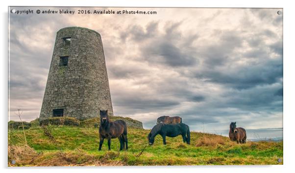 Exmoor Ponies at Cleadon Mill Acrylic by andrew blakey