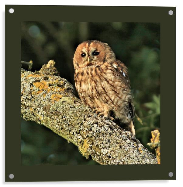 Tawny Owl Acrylic by Linda Lyon