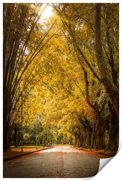 Ibirapuera Park Print by Hemerson Coelho