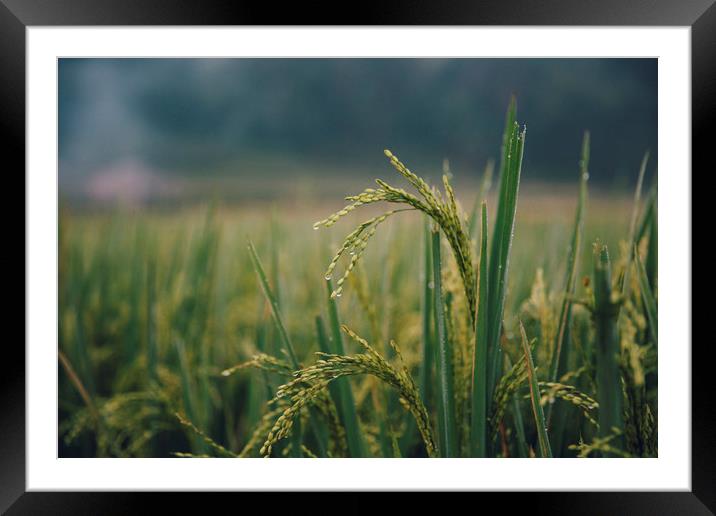 Rice ready to harvest Framed Mounted Print by Pham Do Tuan Linh