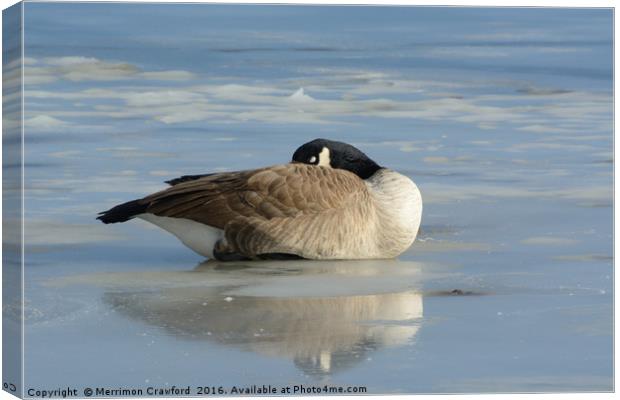Canada Goose resting on frozen lake Canvas Print by Merrimon Crawford