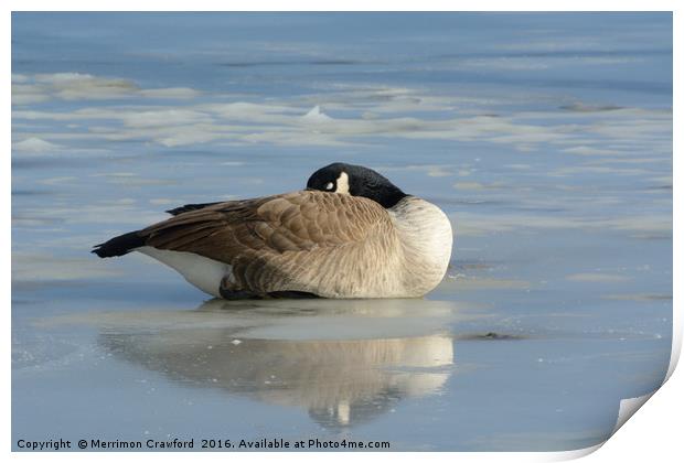 Canada Goose resting on frozen lake Print by Merrimon Crawford