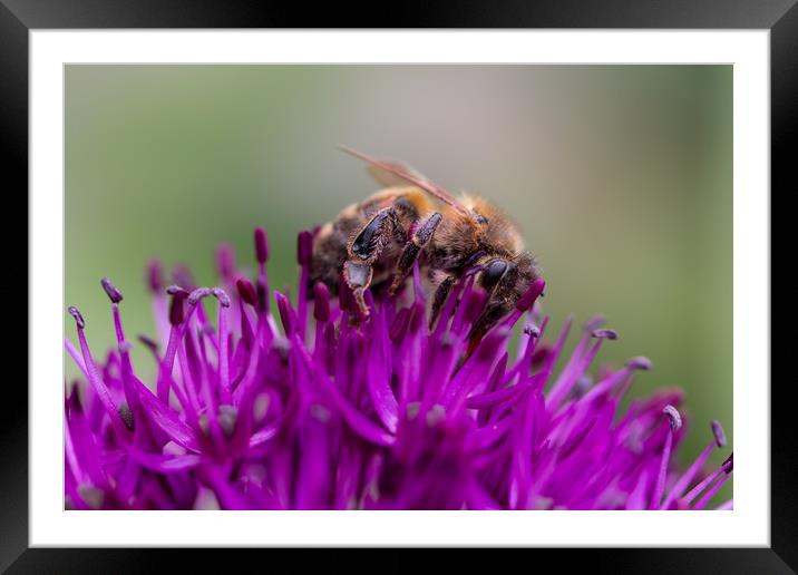 Common carder bee on a Purple Allium Flower Framed Mounted Print by Milton Cogheil