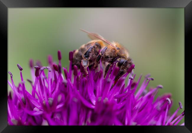 Common carder bee on a Purple Allium Flower Framed Print by Milton Cogheil