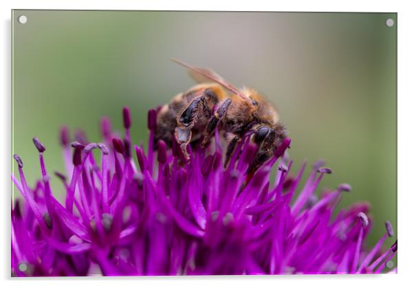 Common carder bee on a Purple Allium Flower Acrylic by Milton Cogheil
