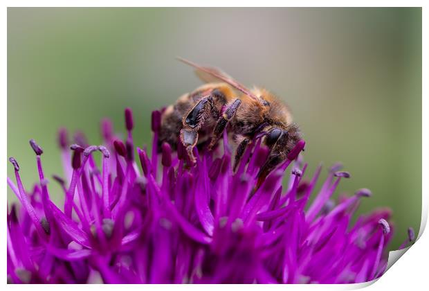 Common carder bee on a Purple Allium Flower Print by Milton Cogheil
