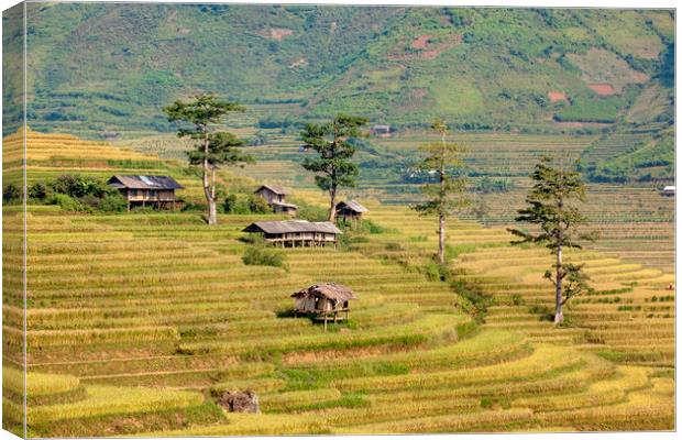 Terrace fields Canvas Print by Pham Do Tuan Linh