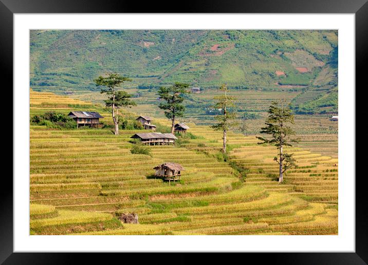 Terrace fields Framed Mounted Print by Pham Do Tuan Linh